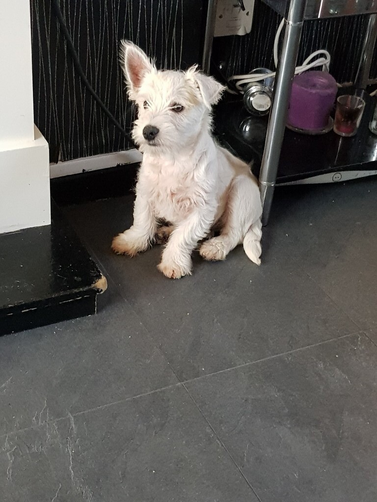 westies for sale in yorkshire